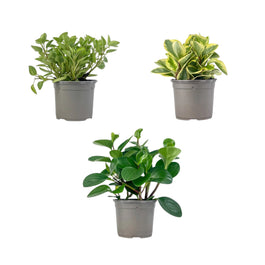 Peperomia 13cm Mix - Green Plant The Horti House