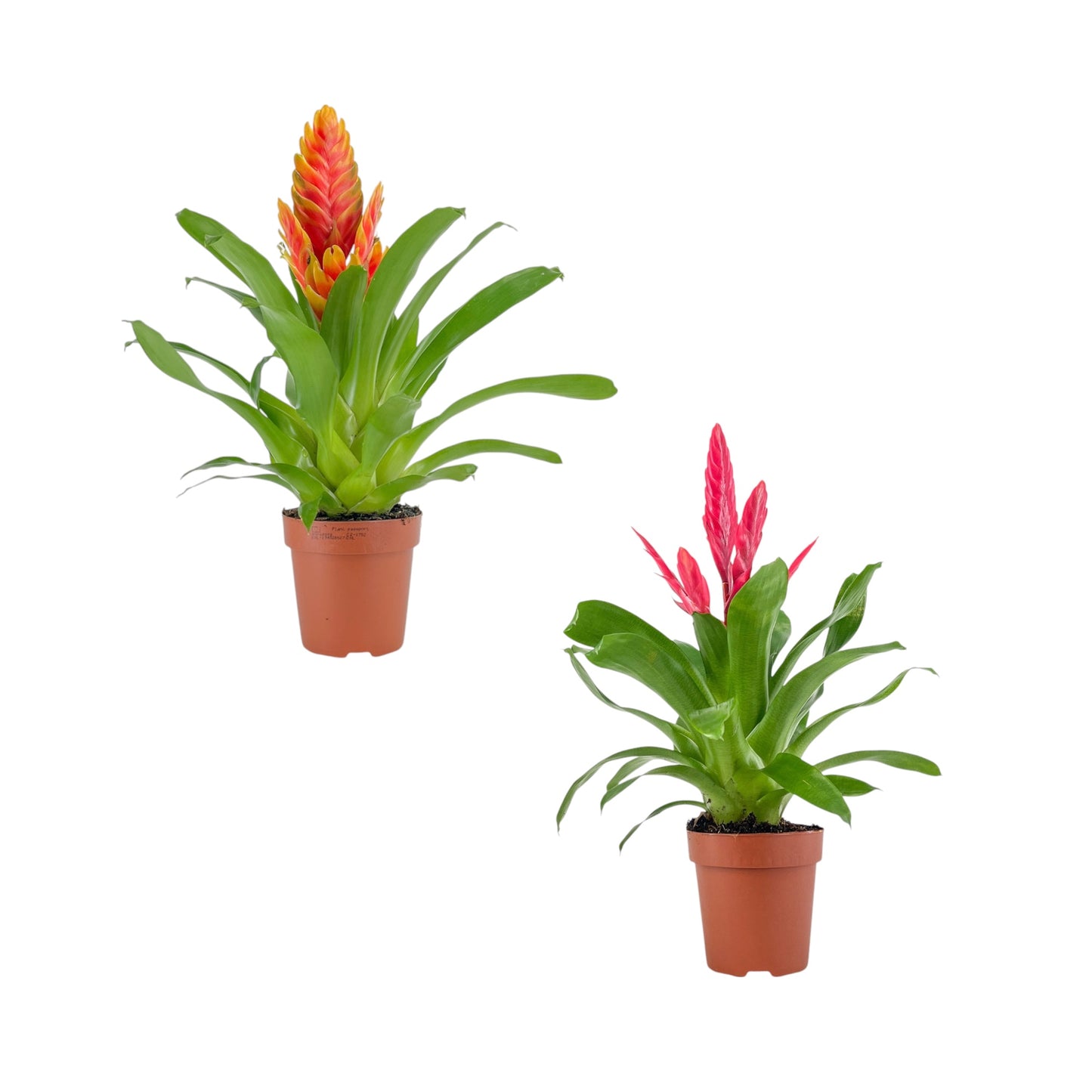 Bromeliad 12cm Vriesea Mix - Flowering The Horti House