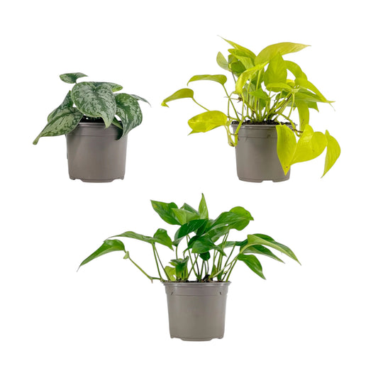 Epipremnum 13cm Mix - Green Plant The Horti House