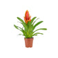 Bromeliad 12cm Vriesea Mix - Flowering The Horti House