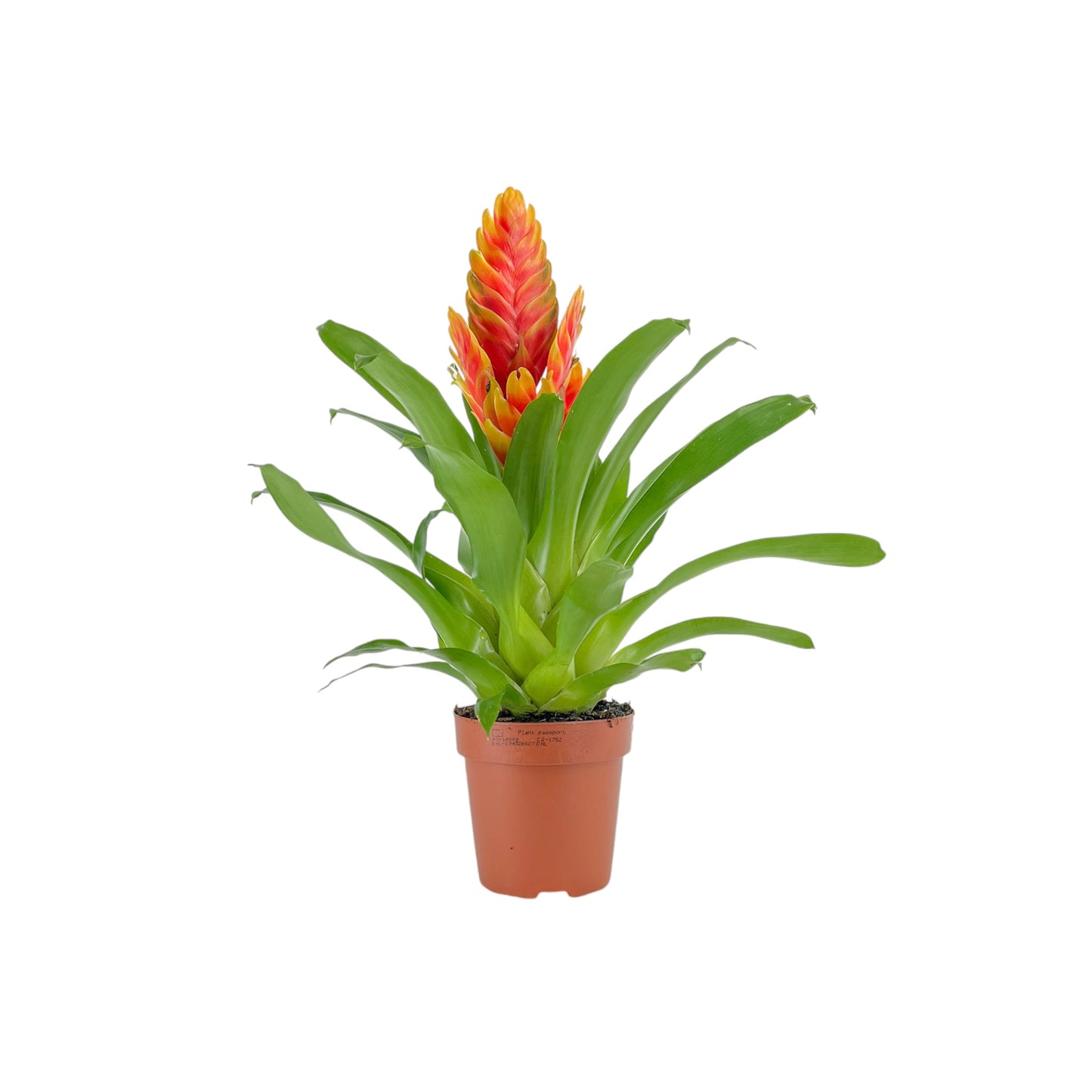 Bromeliad 12cm Vriesea Mix - Flowering The Horti House