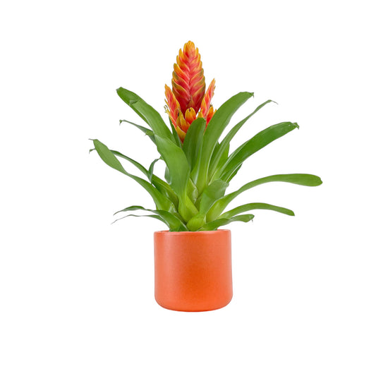 Bromeliad 12cm Mix in Cambridge Ceramic