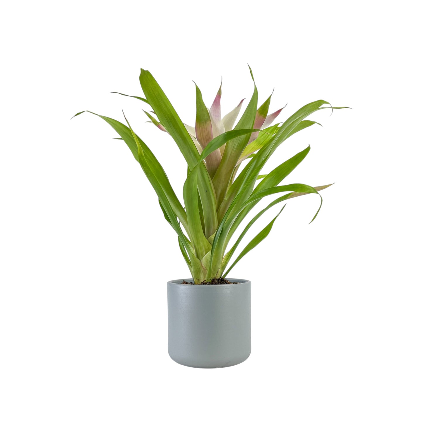 Bromeliad 12cm Mix in Cambridge Ceramic