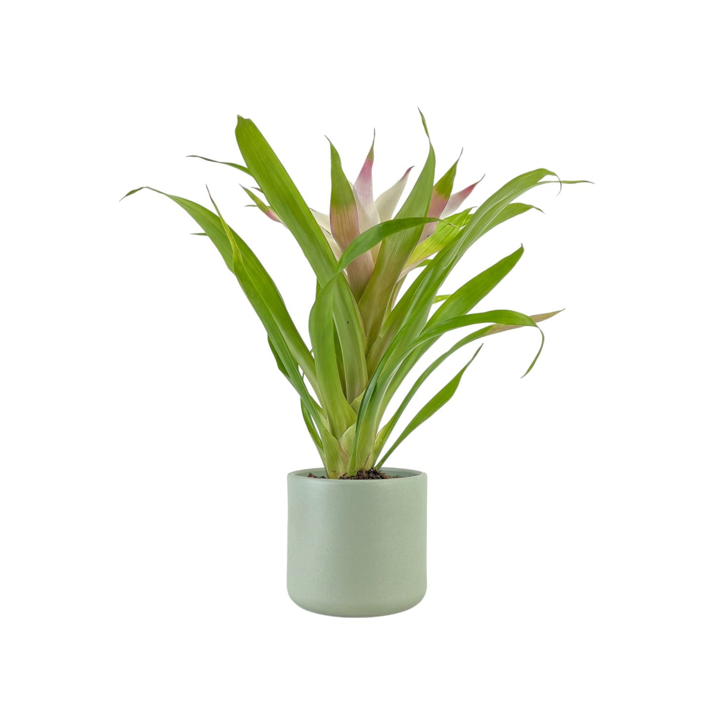 Bromeliad 12cm Mix in Cambridge Ceramic