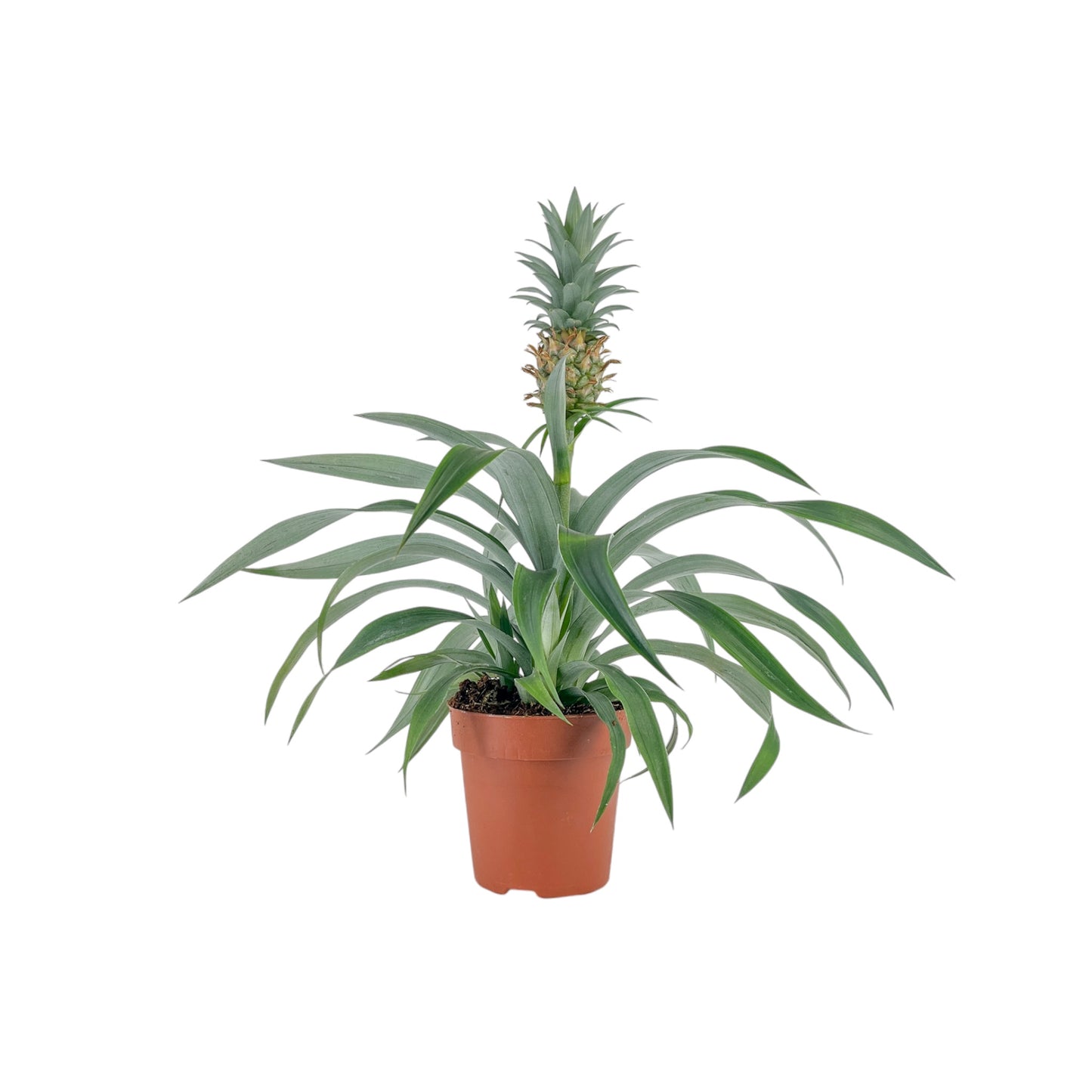 Ananas 12cm Pineapple