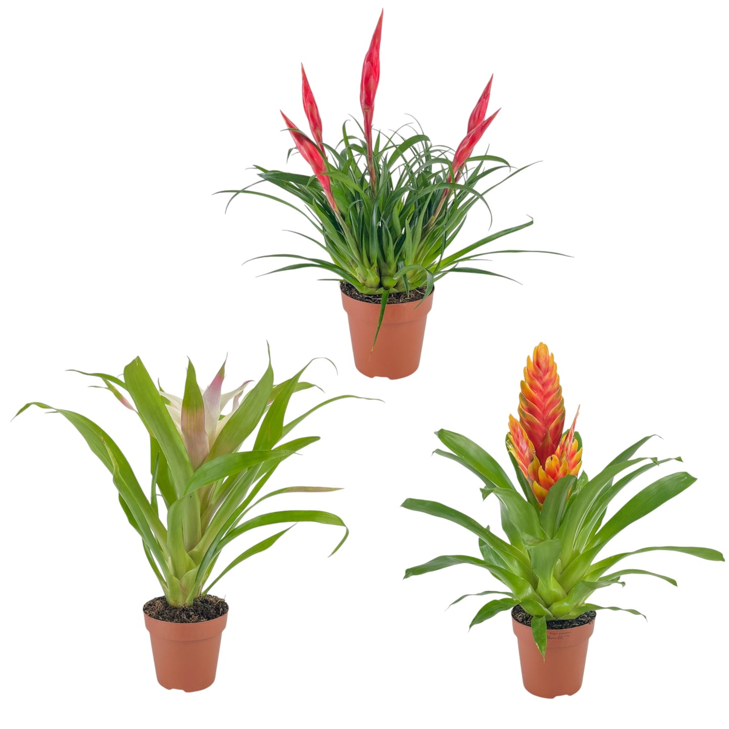 Bromeliad 12cm Mix