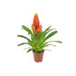 Bromeliad 12cm Vriesea Mix - Flowering The Horti House