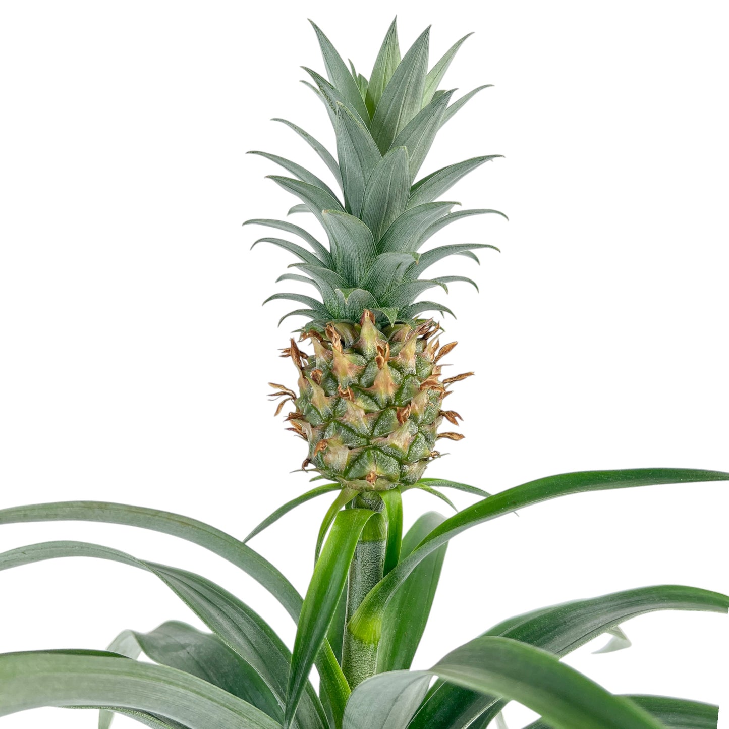 Ananas 12cm Pineapple