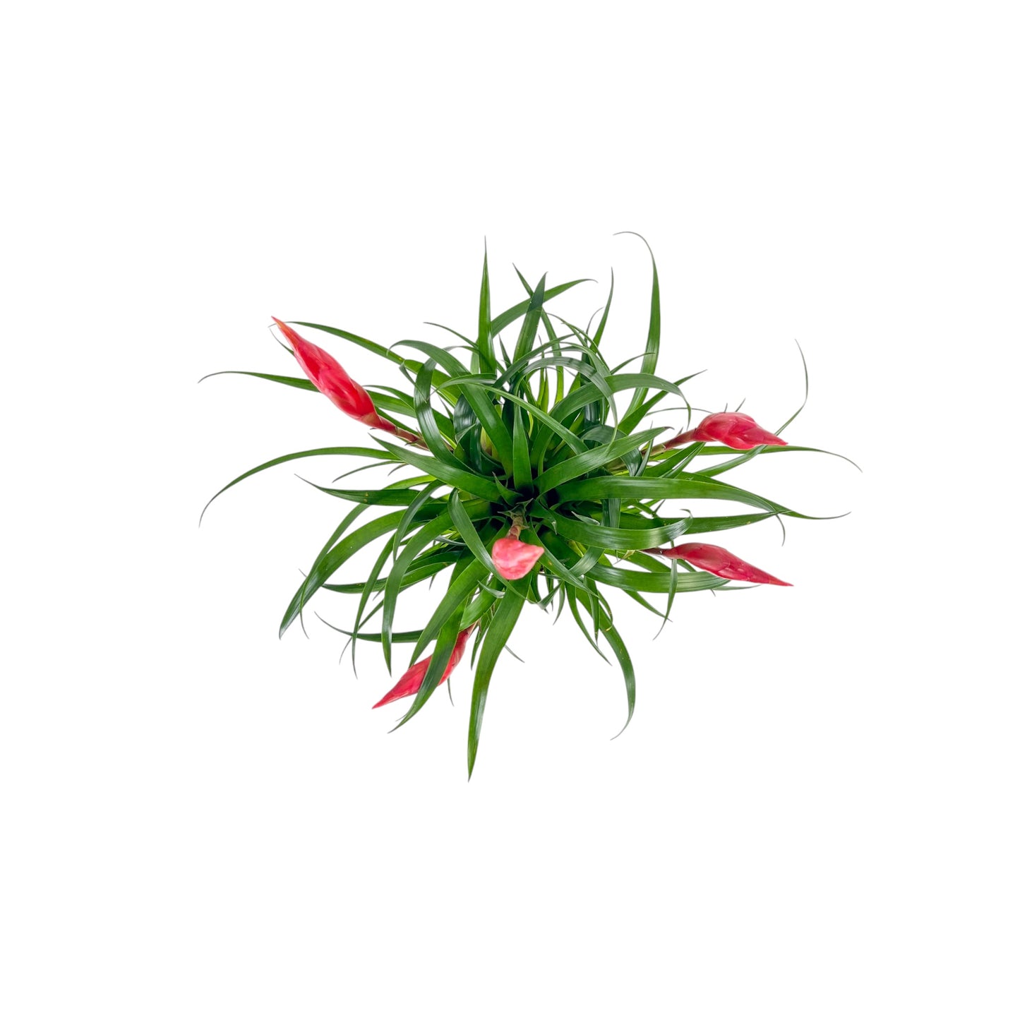 Bromeliad 12cm Vriesea Multiflower