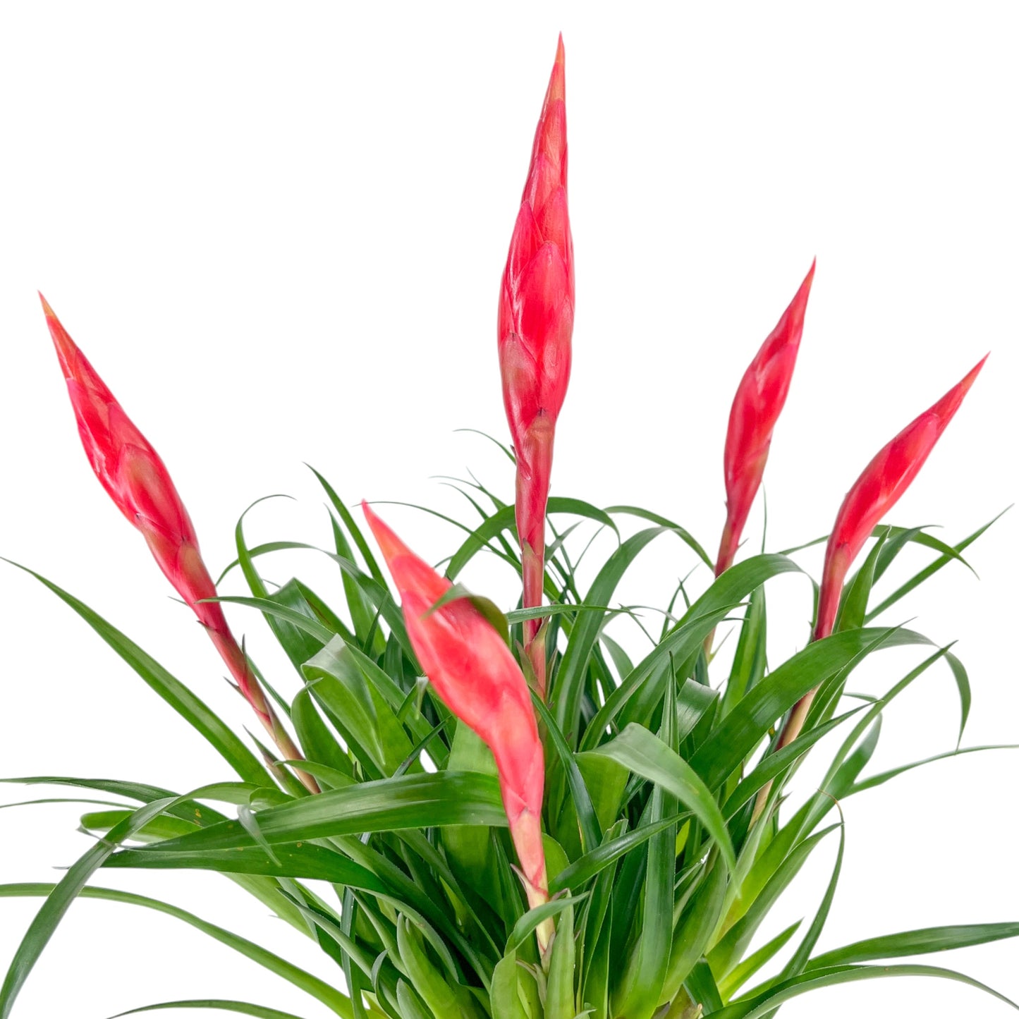 Bromeliad 12cm Mix