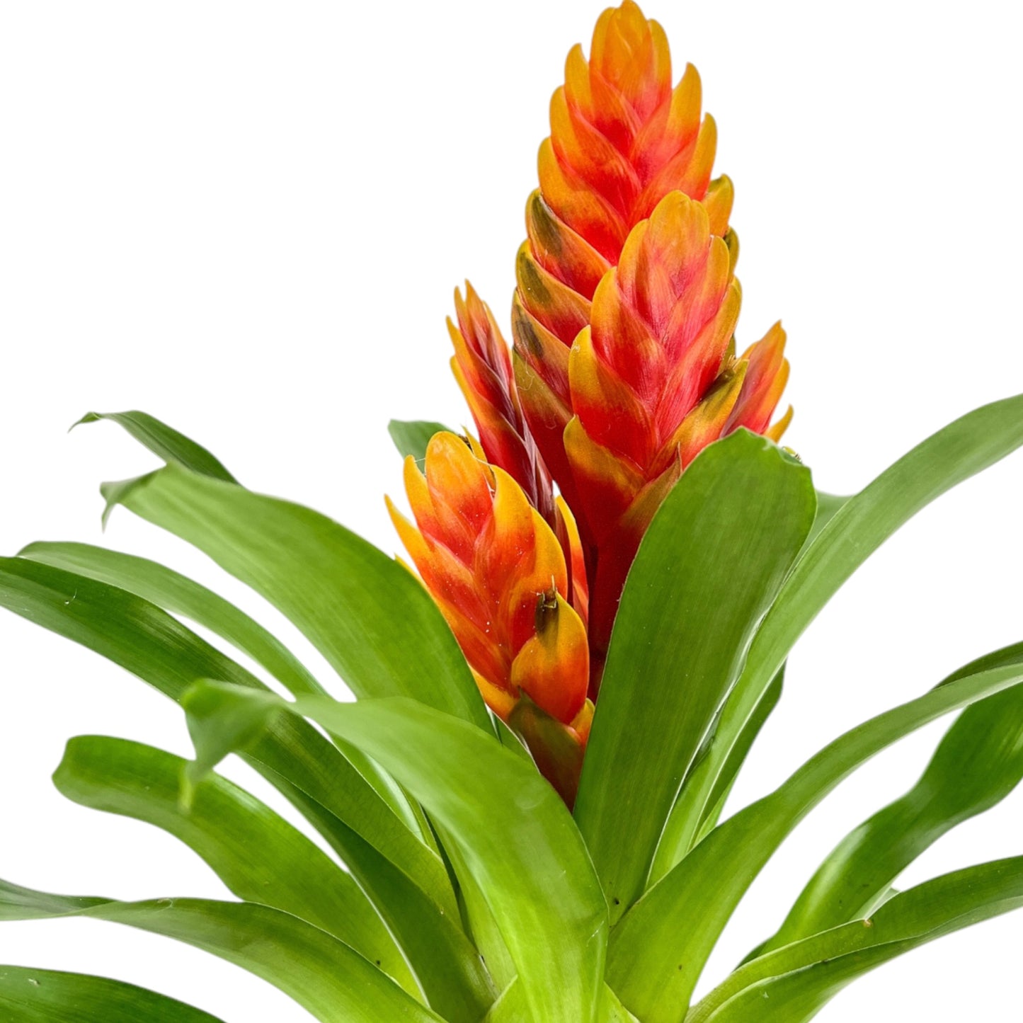 Bromeliad 12cm Mix