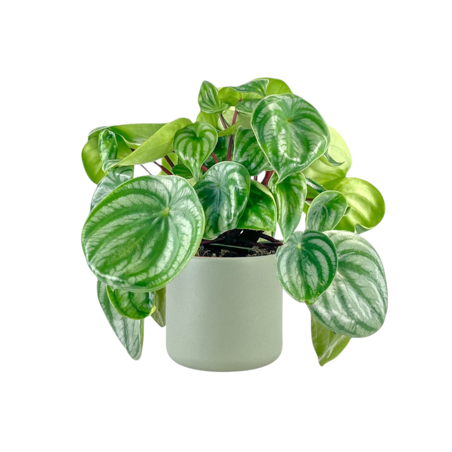 Peperomia 12cm Argyreia in Cambridge Ceramic