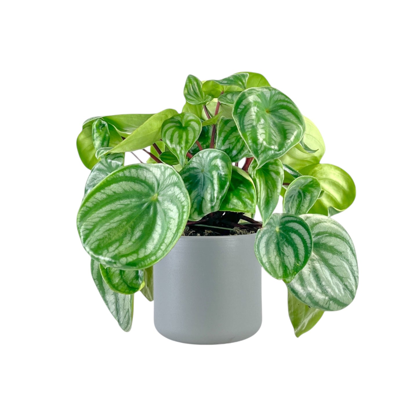 Peperomia 12cm Argyreia in Cambridge Ceramic