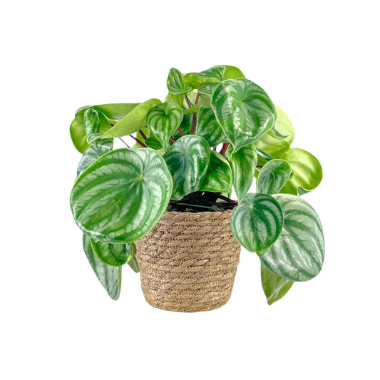 Peperomia 12cm Argyreia In Basket