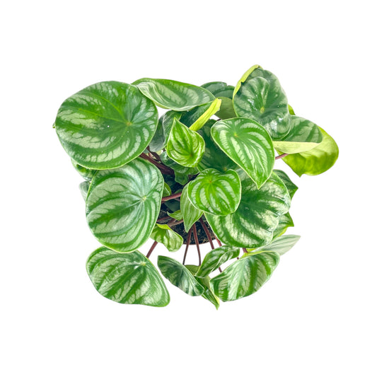 Peperomia 12cm Argyreia