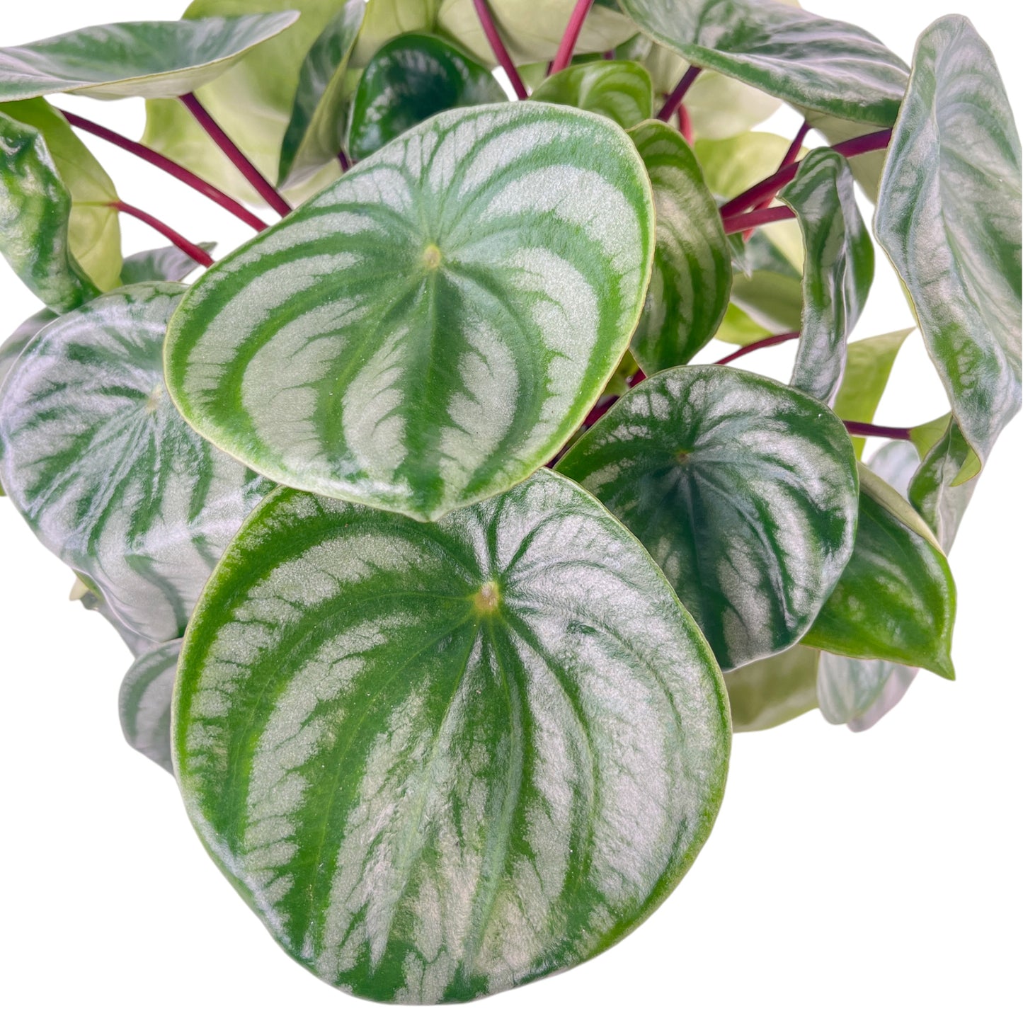 Peperomia 12cm Argyreia In Basket