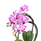 Cascade Orchid 9 cm Mixed Colour - Orchid The Horti House