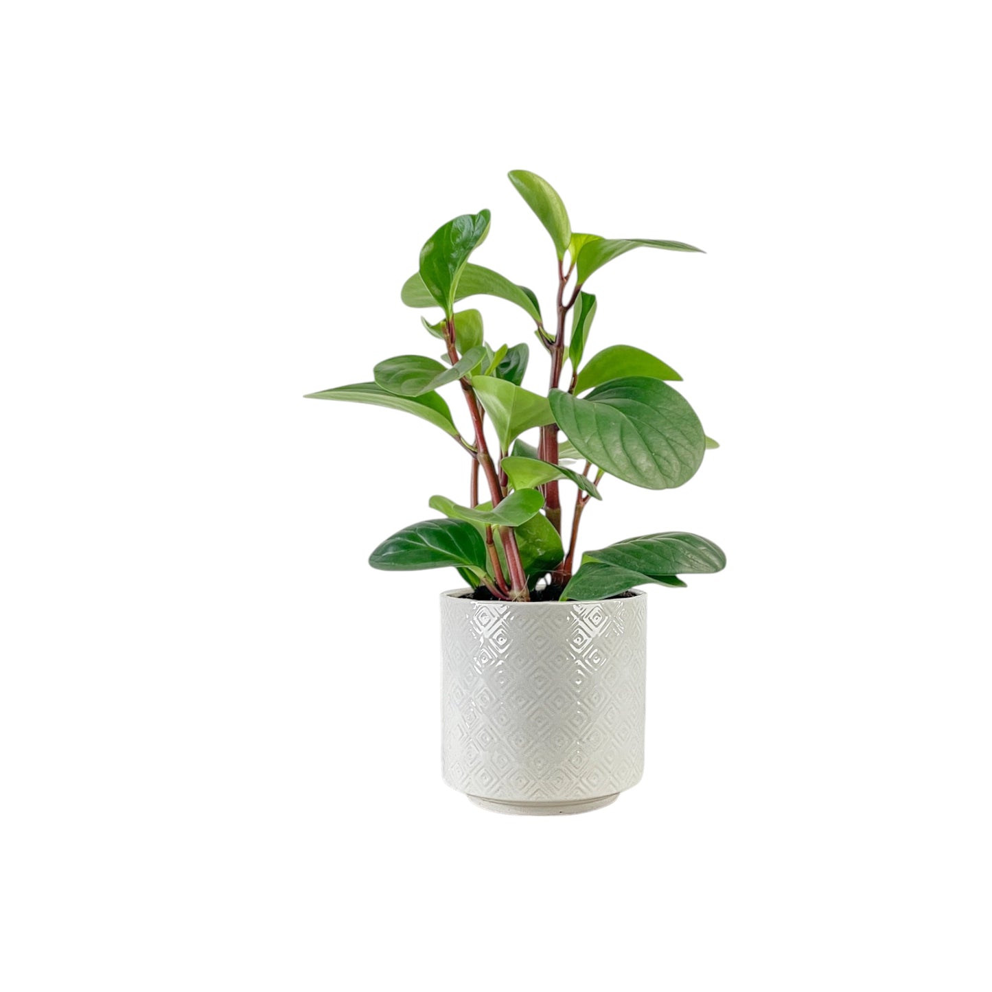 Peperomia 12cm Red Canyon in Oxford Ceramic