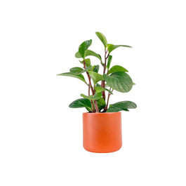 Peperomia 12cm Red Canyon in Cambridge Ceramic