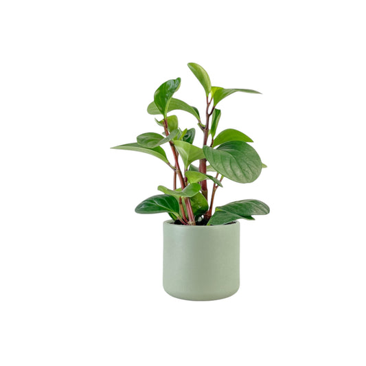 Peperomia 12cm Red Canyon in Cambridge Ceramic