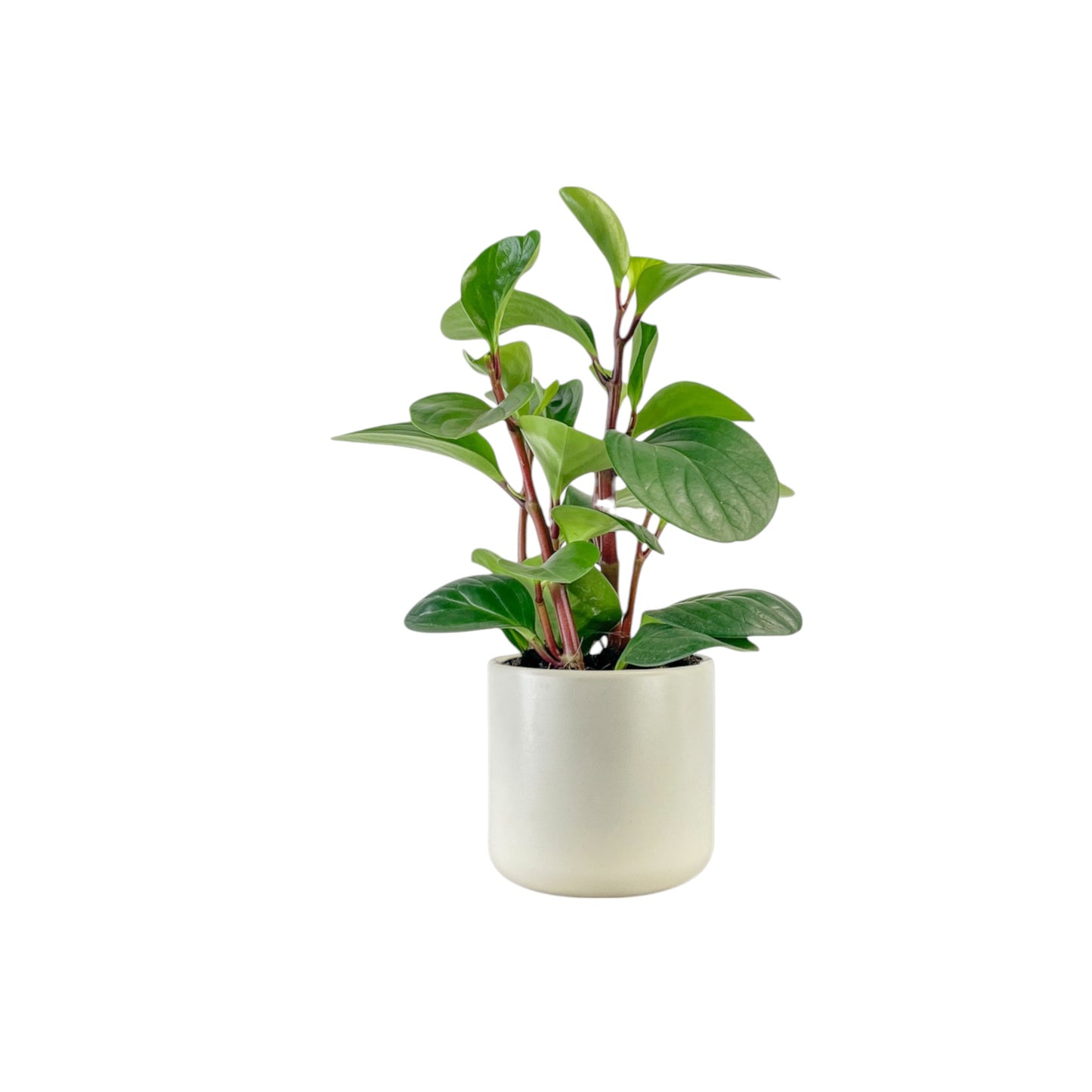 Peperomia 12cm Red Canyon in Cambridge Ceramic