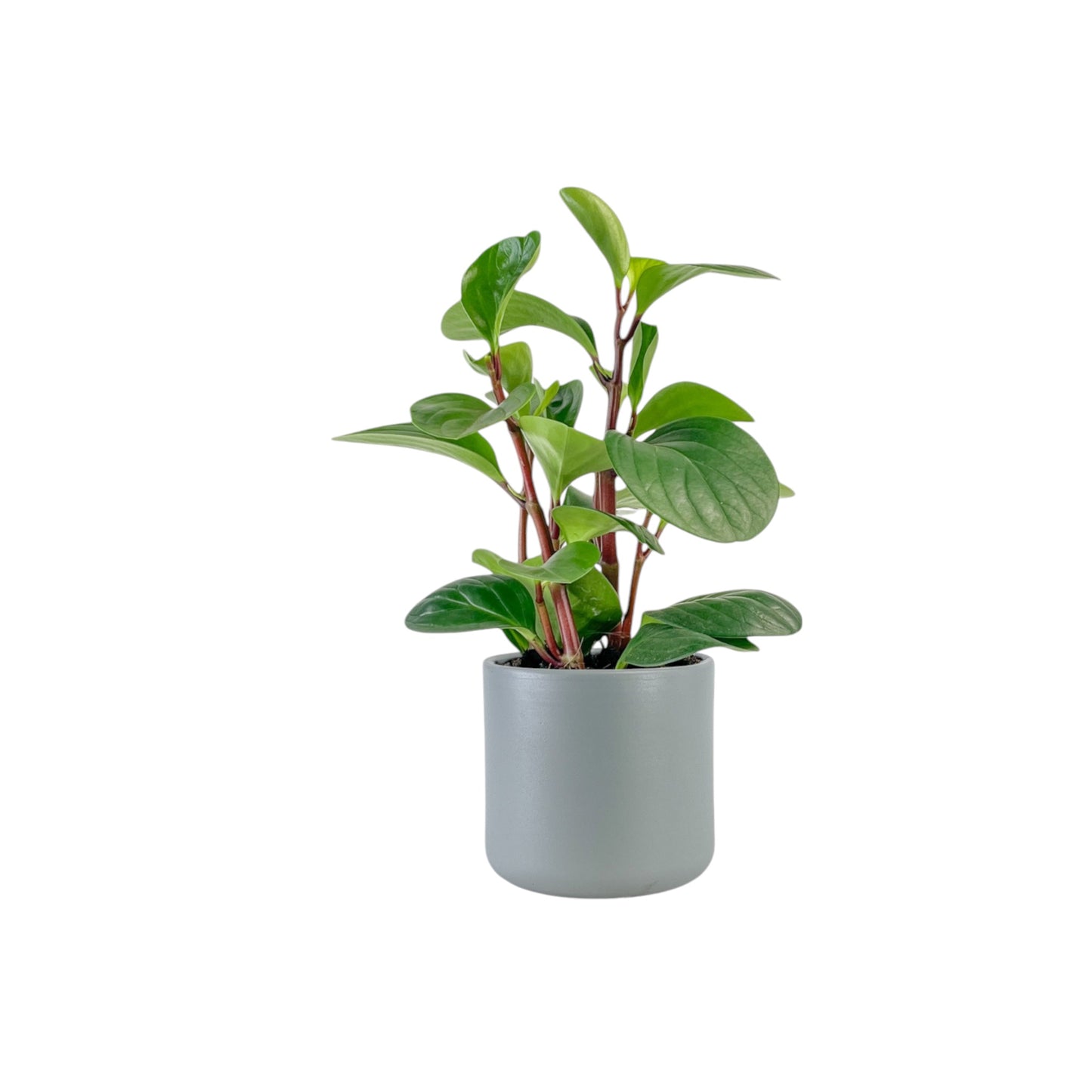 Peperomia 12cm Red Canyon in Cambridge Ceramic