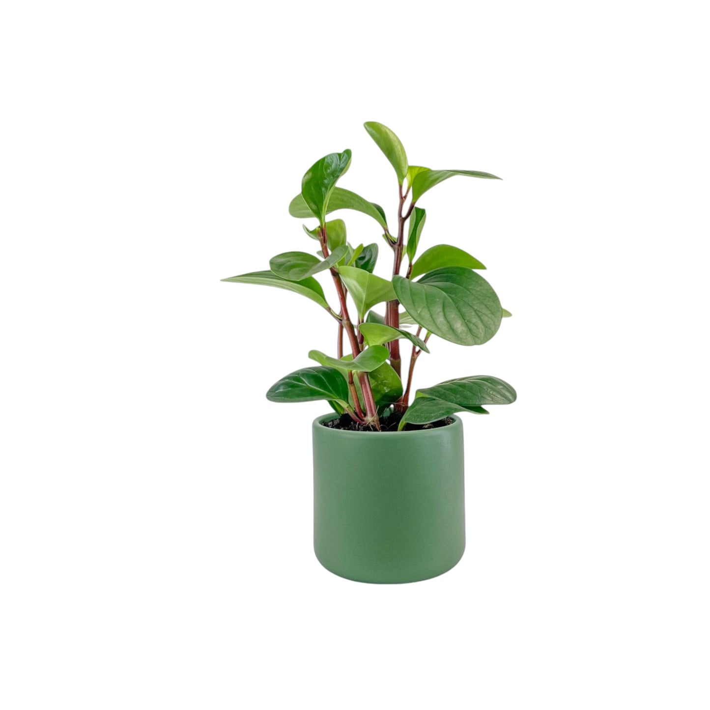 Peperomia 12cm Red Canyon in Cambridge Ceramic