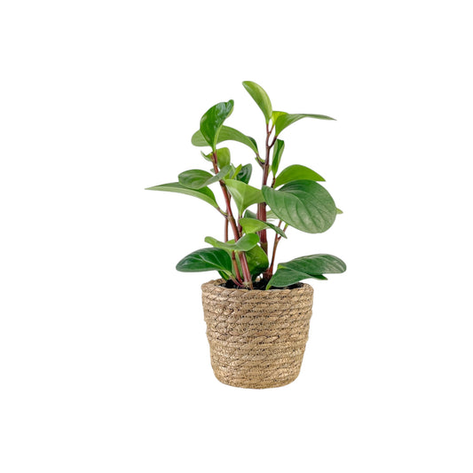 Peperomia 12cm Red Canyon in Basket