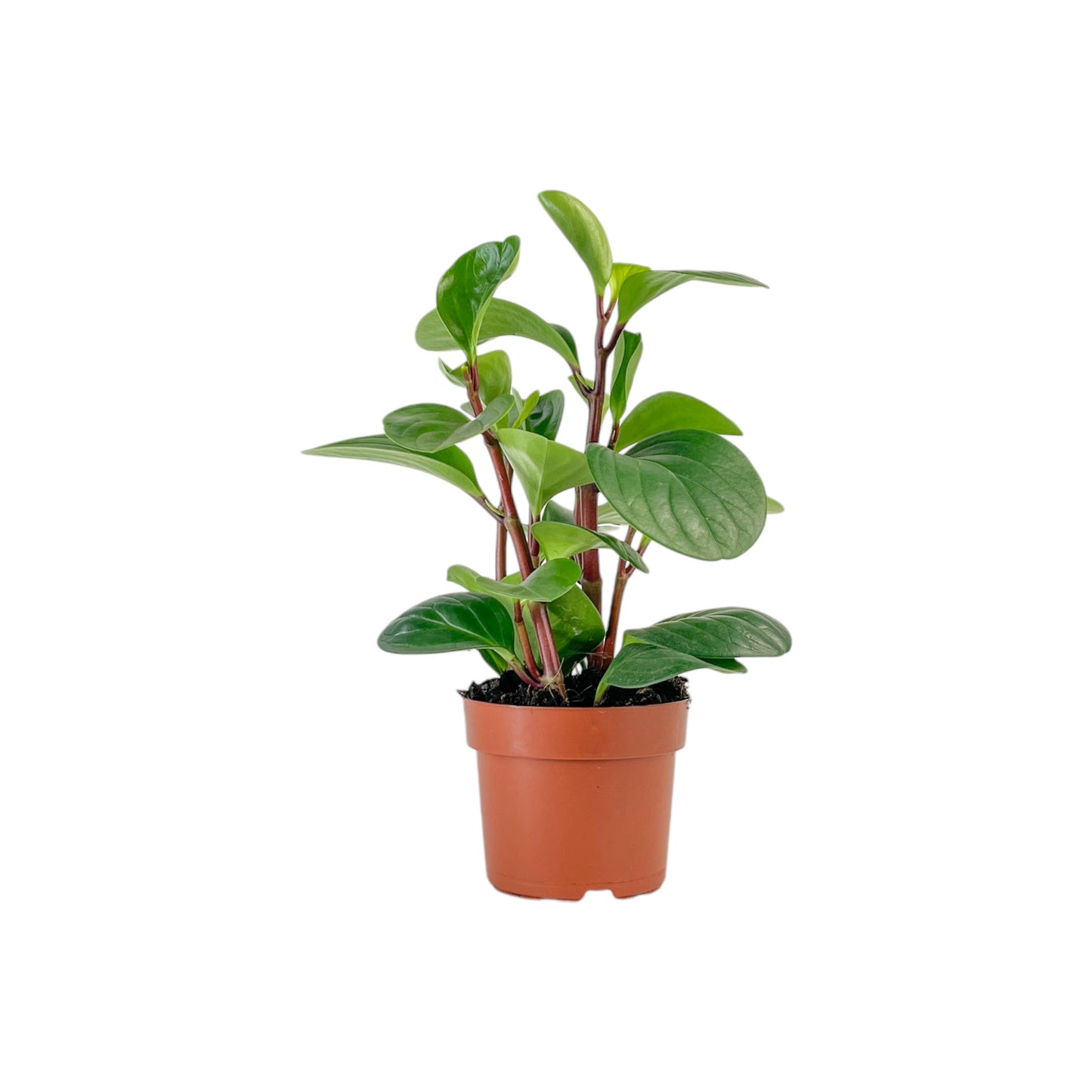 Peperomia 12cm Red Canyon