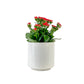 Kalanchoe 12cm Red & White Mix in Oxford Ceramic