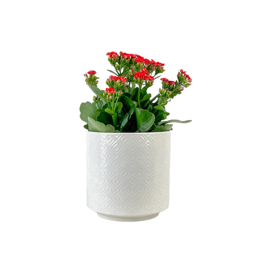 Kalanchoe 12cm Red & White Mix in Oxford Ceramic