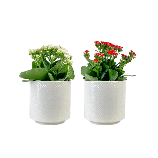 Kalanchoe 12cm Red & White Mix in Oxford Ceramic