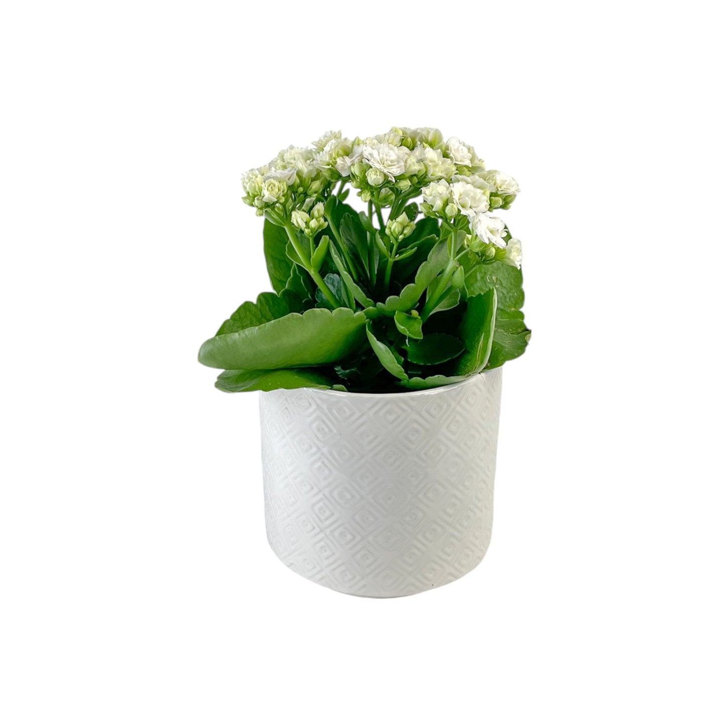 Kalanchoe 12cm Red & White Mix in Oxford Ceramic