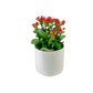 Kalanchoe 12cm Red & White Mix in Oxford Ceramic