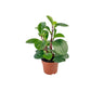 Peperomia 12cm Red Canyon