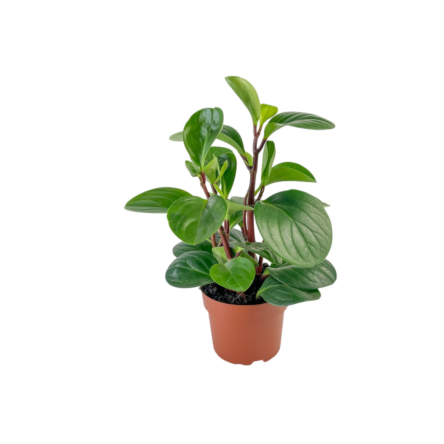 Peperomia 12cm Red Canyon