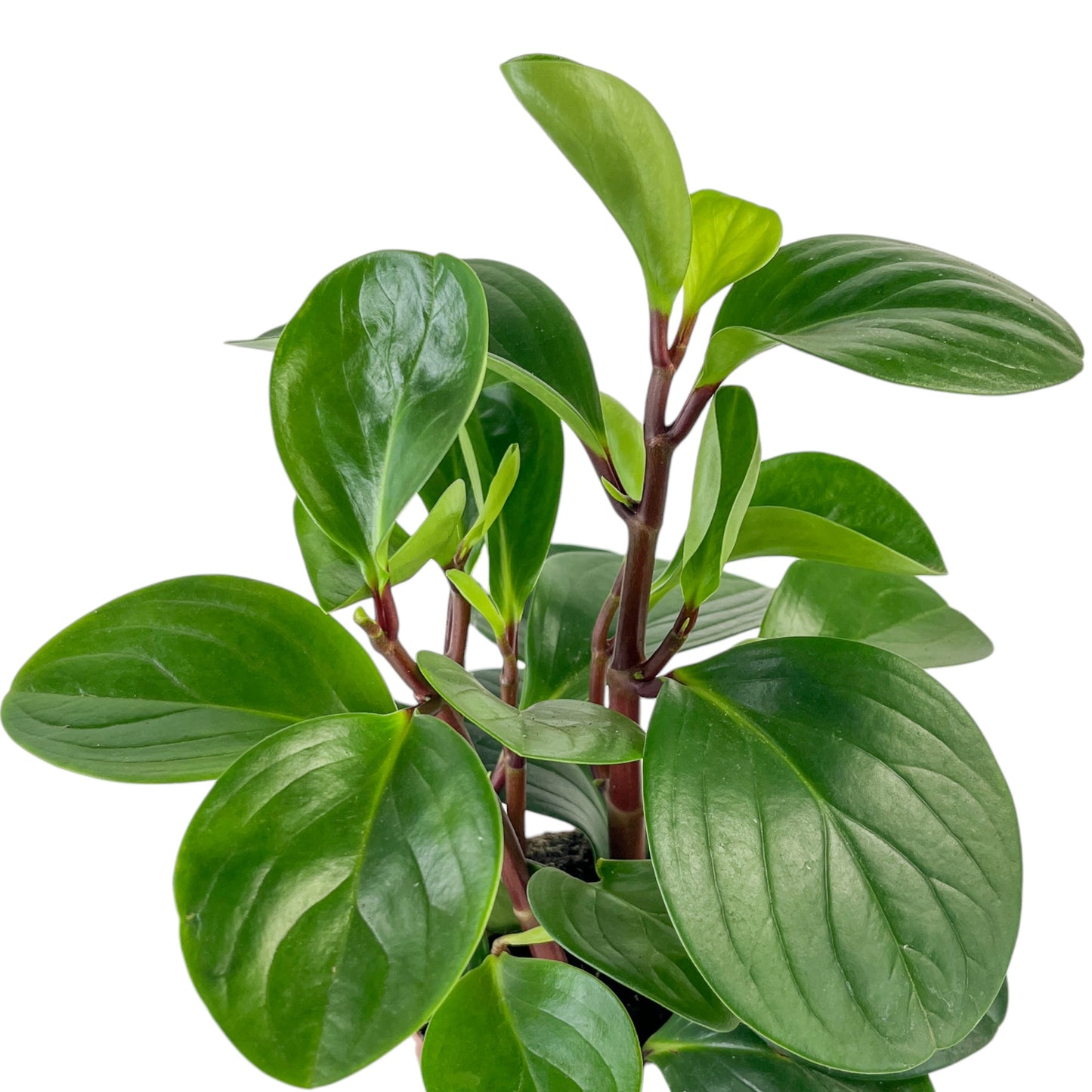 Peperomia 12cm Red Canyon in Oxford Ceramic