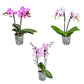 Phalaenopsis 9cm Twin Stem Pink