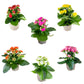 Kalanchoe 9cm Double Flower Mixed Colours