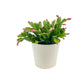 Schlumbergera 13cm Flowering Cactus Mix in White Zinc