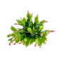 Schlumbergera 13cm Flowering Cactus Mix