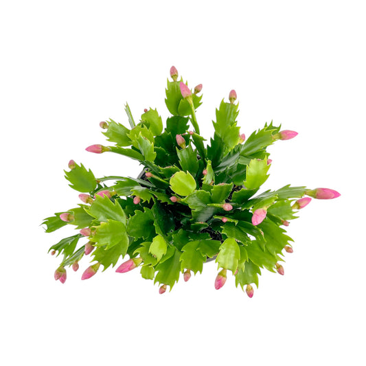 Schlumbergera 13cm Flowering Cactus Mix