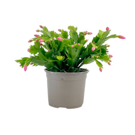 Schlumbergera 13cm Flowering Cactus Mix