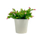 Schlumbergera 13cm Flowering Cactus Mix in White Zinc