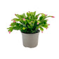 Schlumbergera 13cm Flowering Cactus Mix