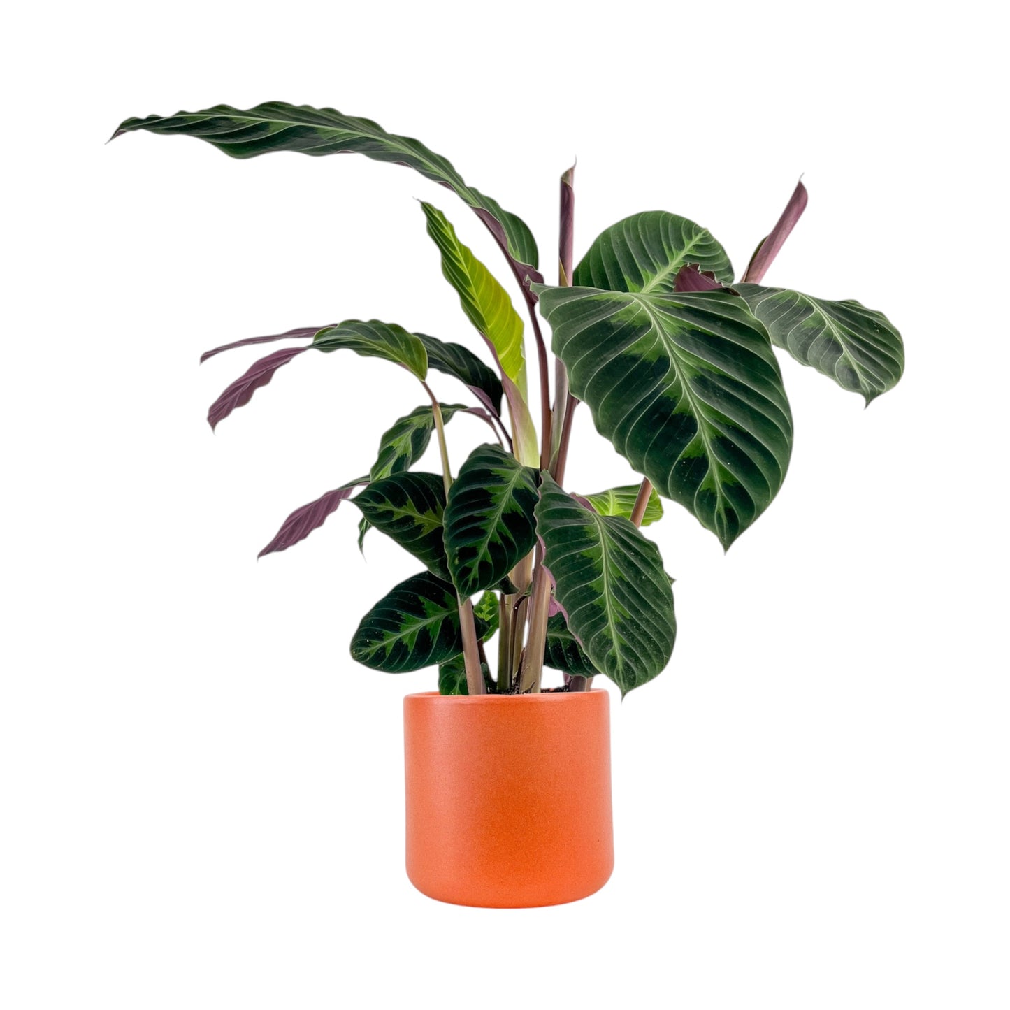 Calathea 17cm Warszewiczii in Cambridge Ceramic