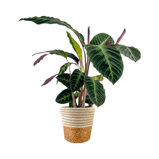 Calathea 17cm Warszewiczii In Basket