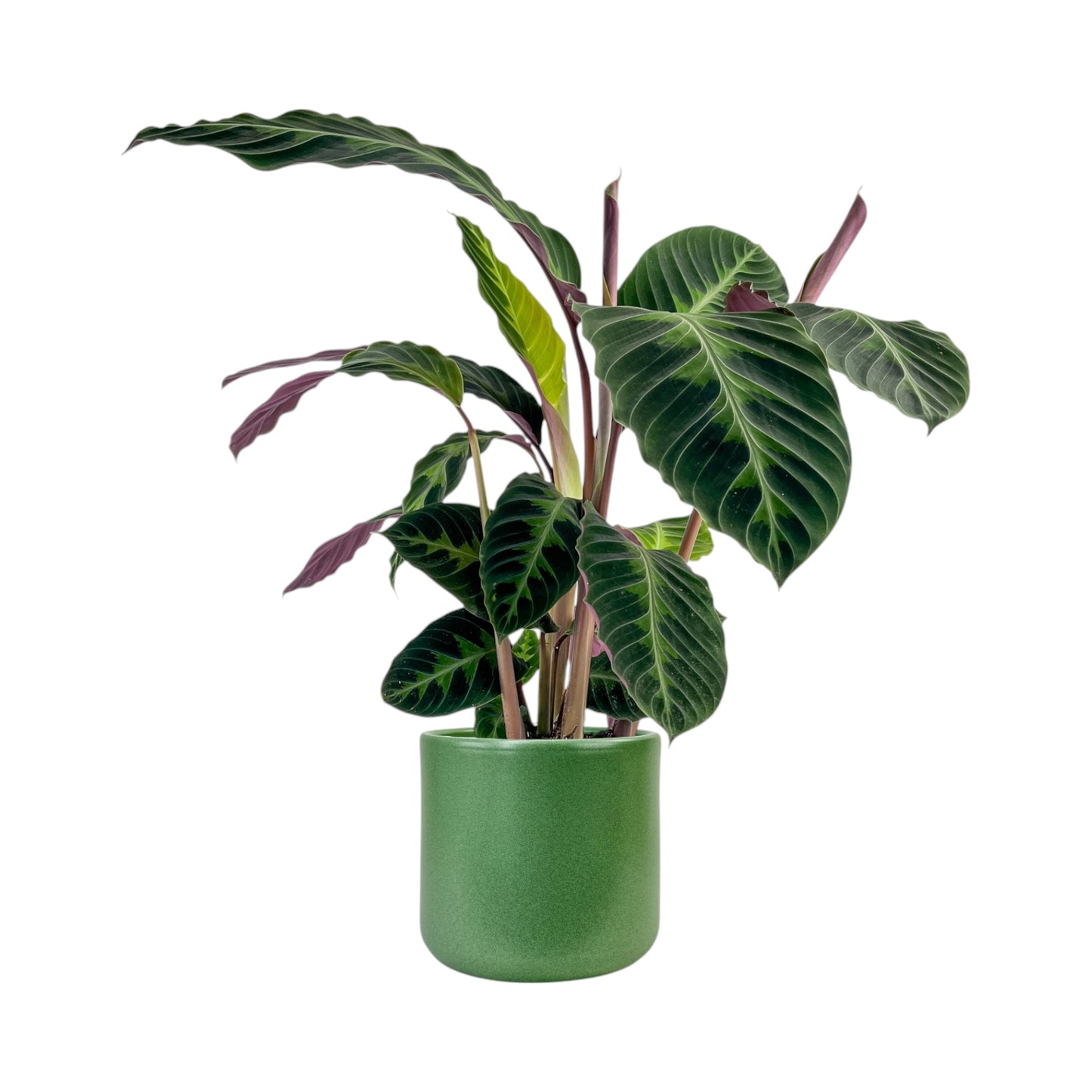 Calathea 17cm Warszewiczii in Cambridge Ceramic