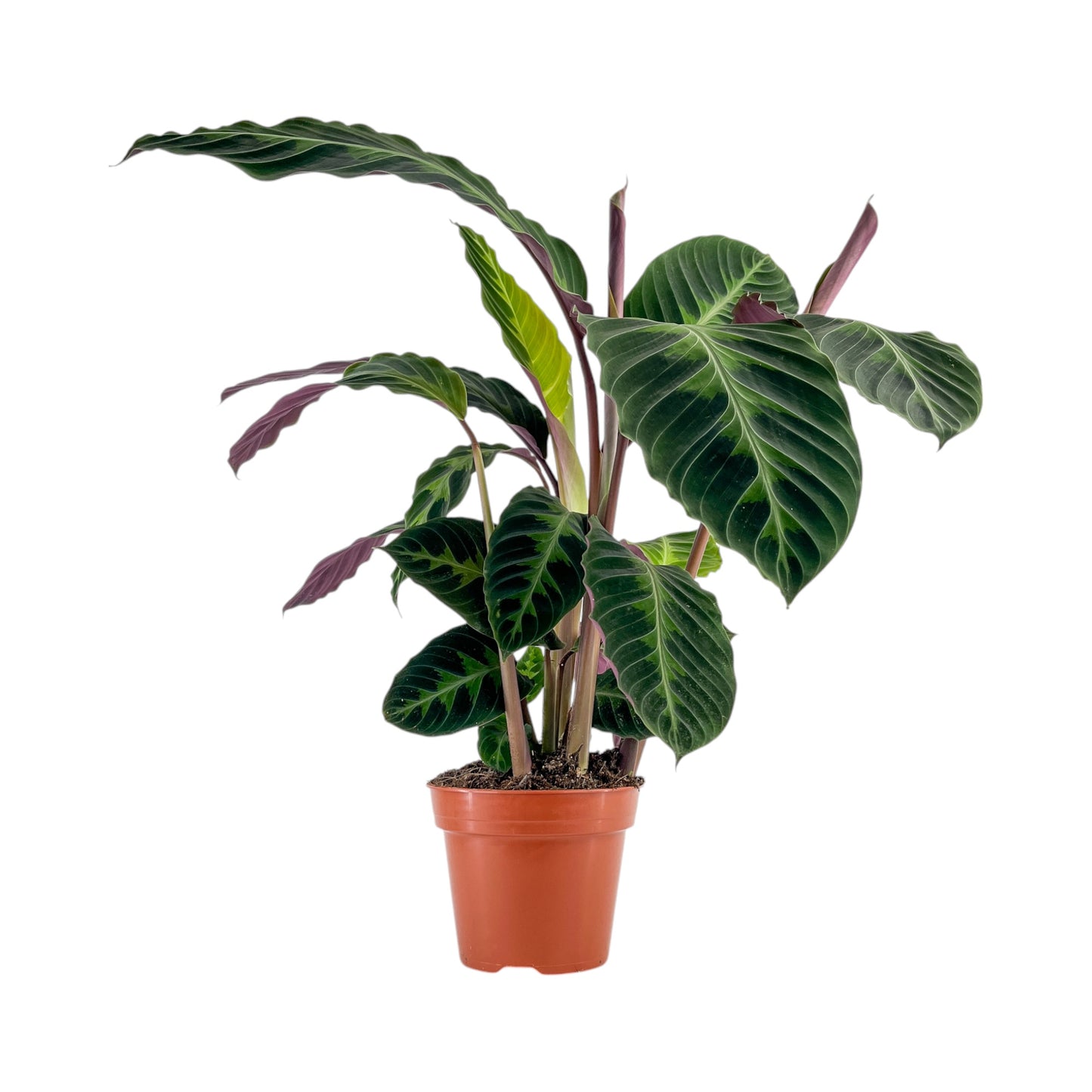 Calathea 17cm Warszewiczii