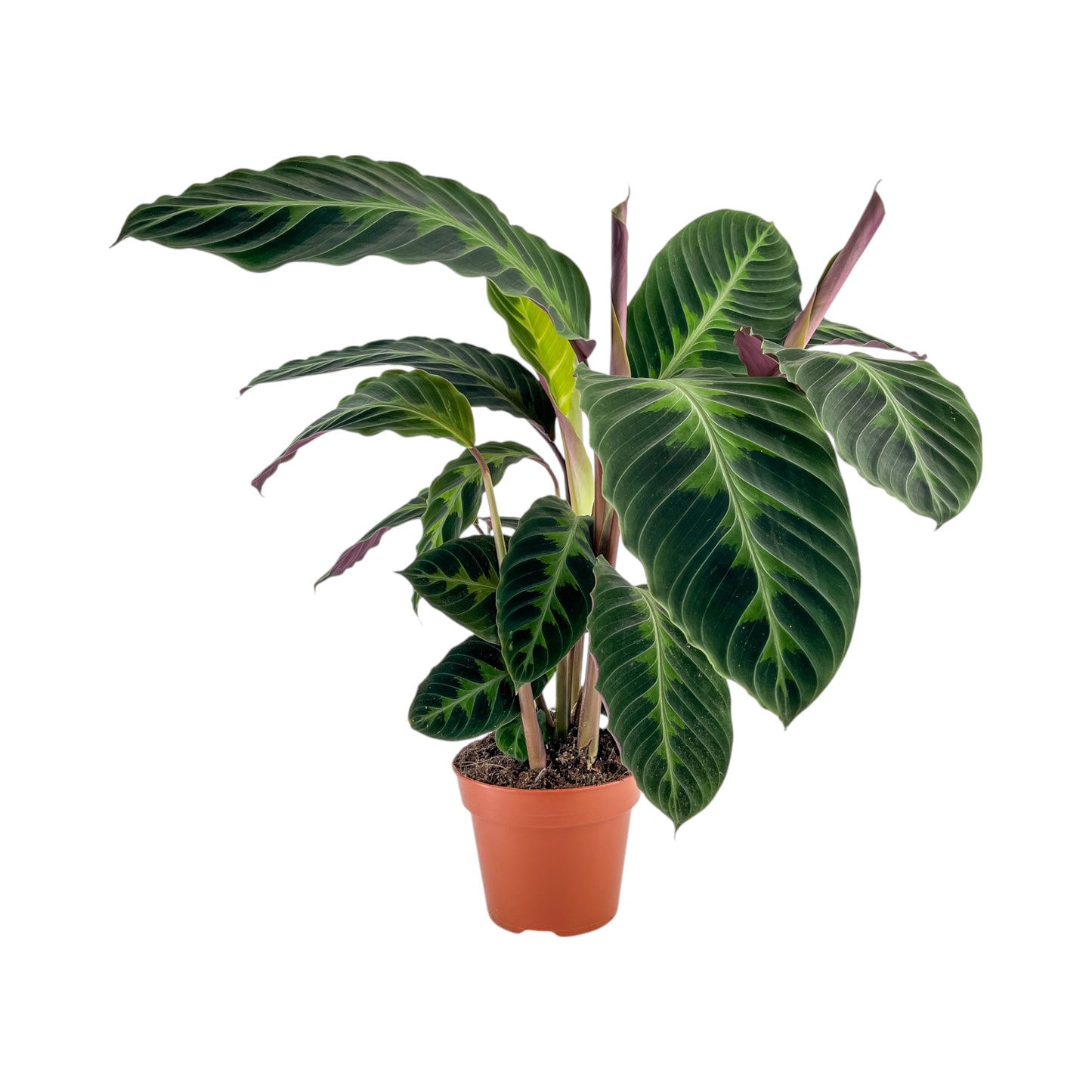 Calathea 17cm Warszewiczii